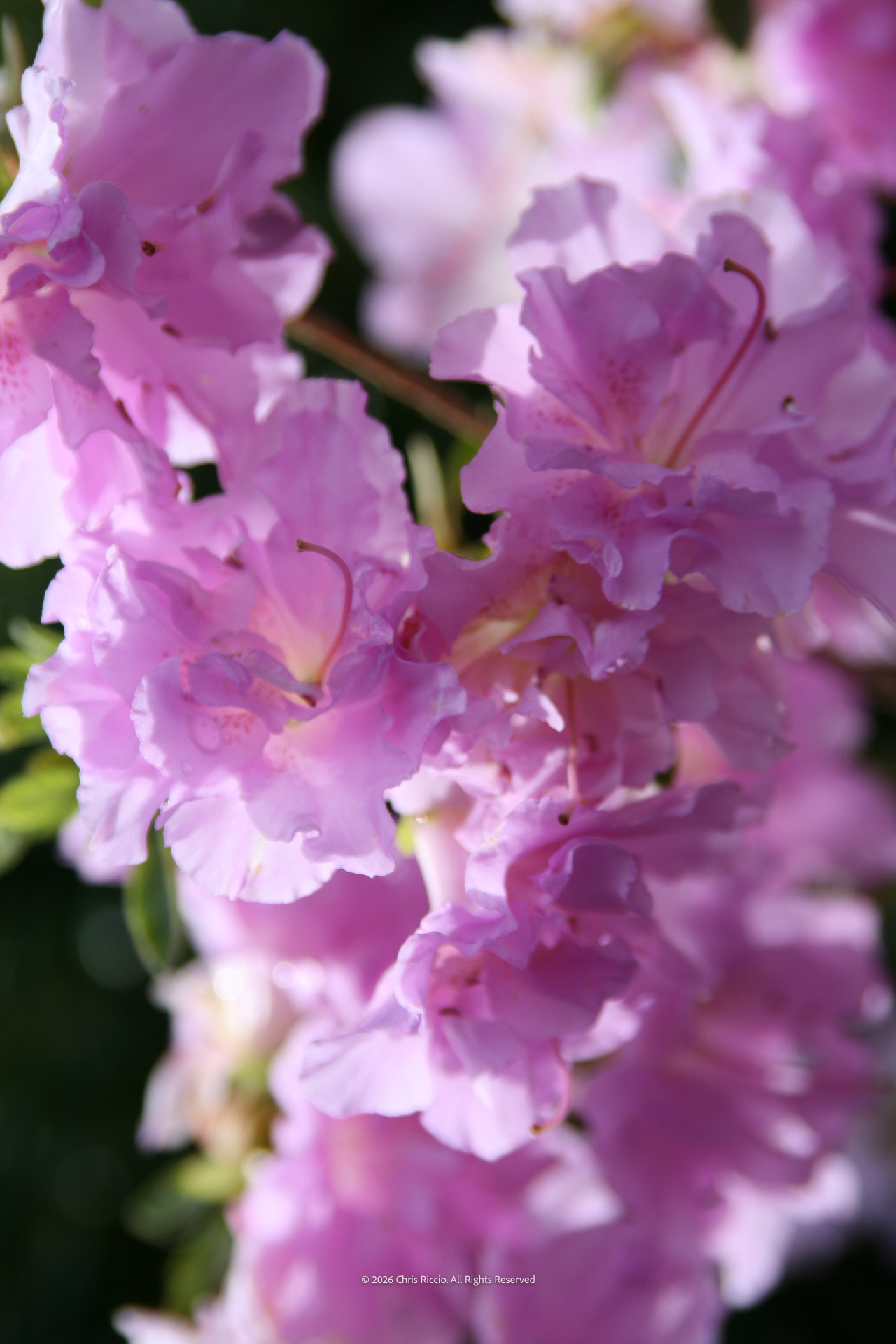 Burst of Purple